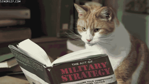 reading cat.gif