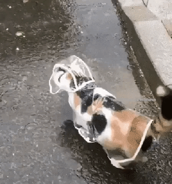 rain kitty.gif